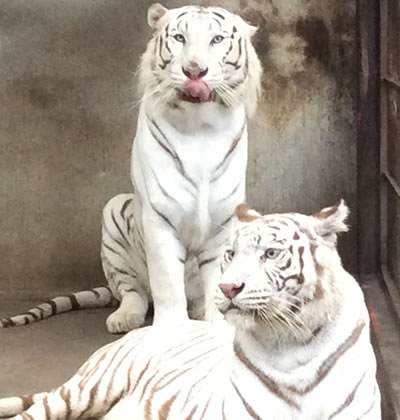 動物園と動物たち 宇都宮動物園